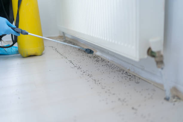 Best Wasp Removal Services  in Whidbey Island Station, WA